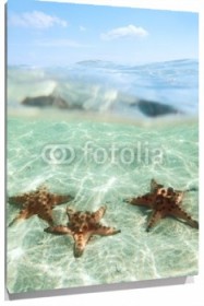 Lienzo Estrellas de mar